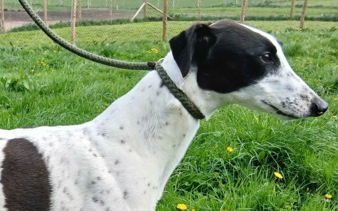 Maggie (Scotland)