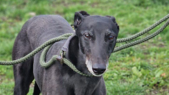 Sammy (Scotland)