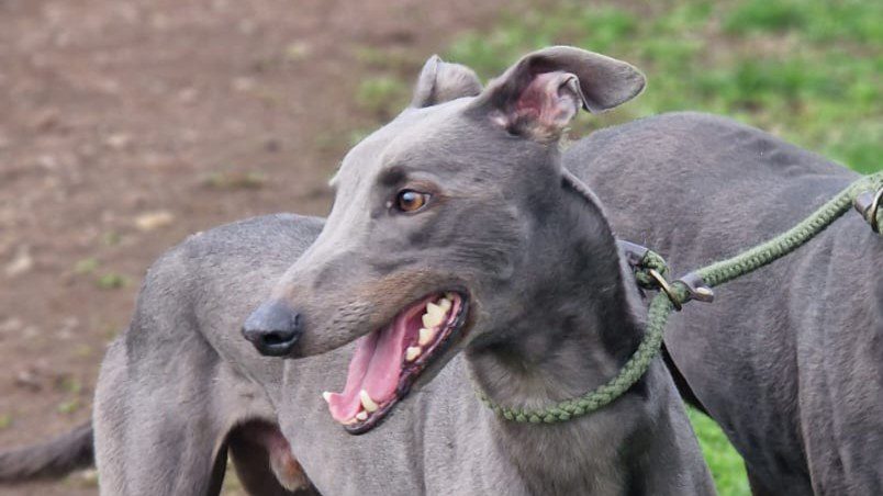 Tommy (Scotland)
