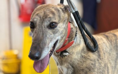 Avery (Doncaster Kennel 3)