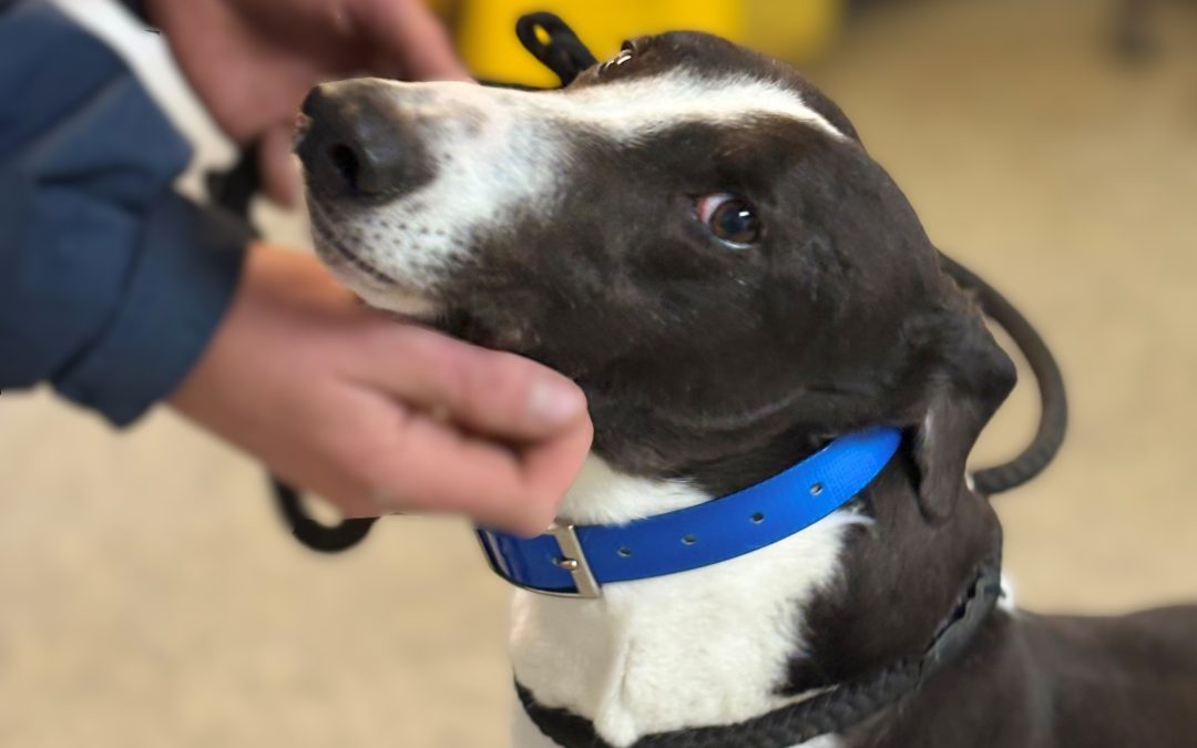 Branno (Doncaster Kennel 3)