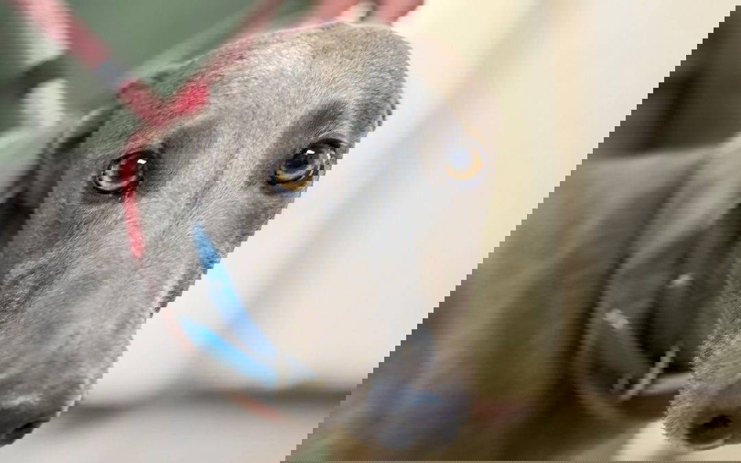 Jasmine (Doncaster Kennel 3 – Reserved)