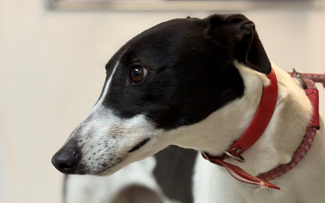 JoJo (Doncaster Kennel 3 – Reserved)