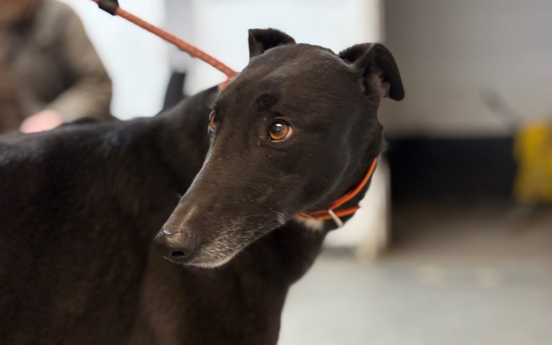 Jonas (Doncaster Kennel 3)