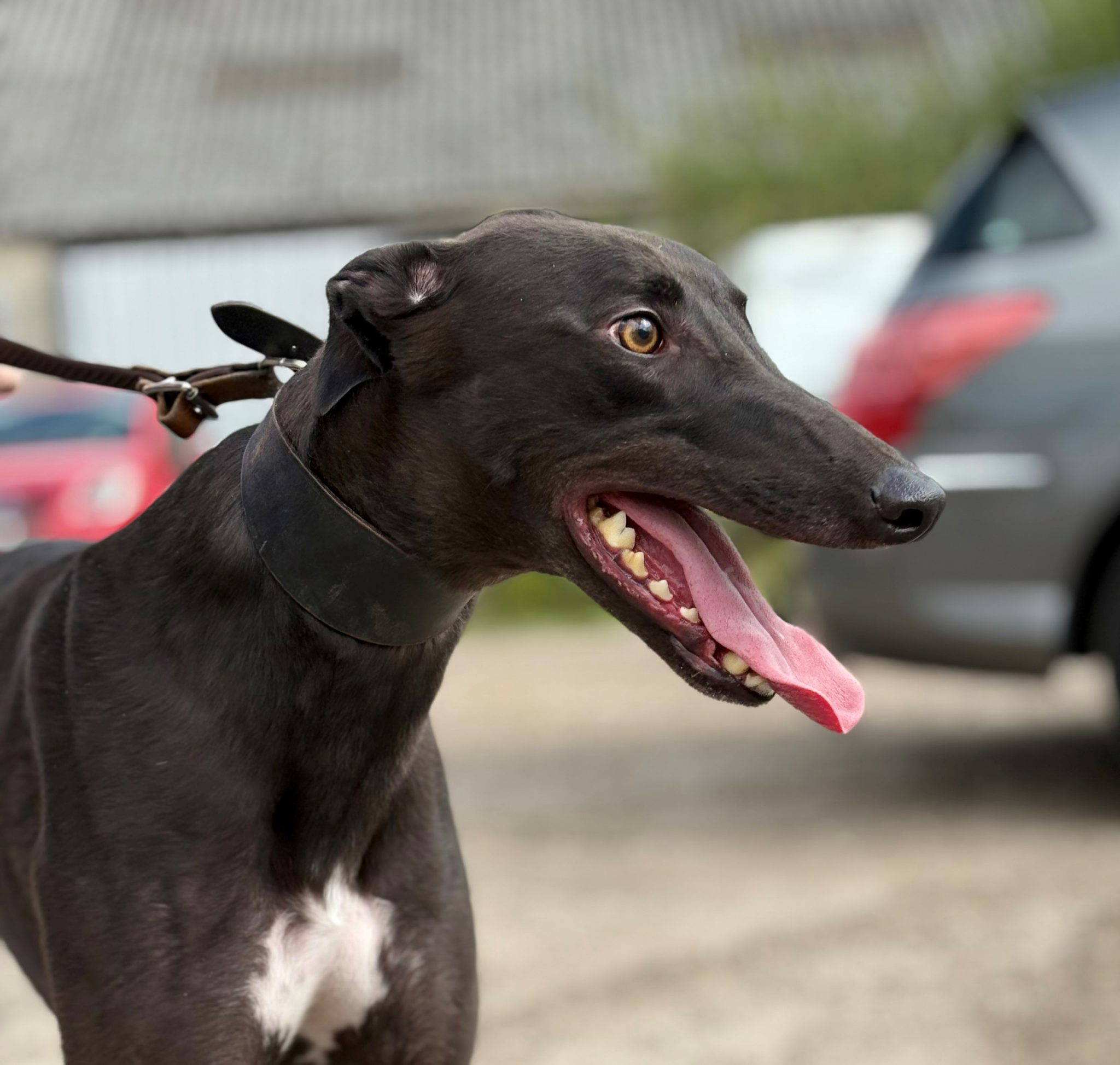 Tia Rescue | Reeves