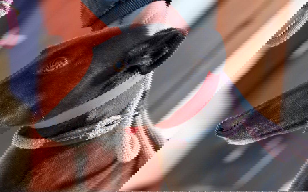 Twirl (Doncaster Kennel 3)