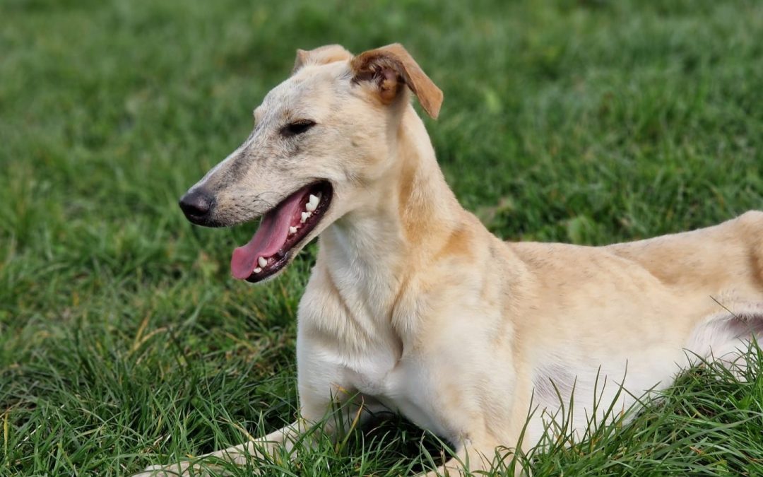 Fern (Scotland – Reserved)