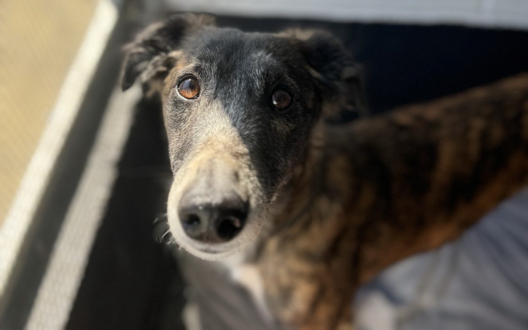 Jake (Humber retired greyhounds)