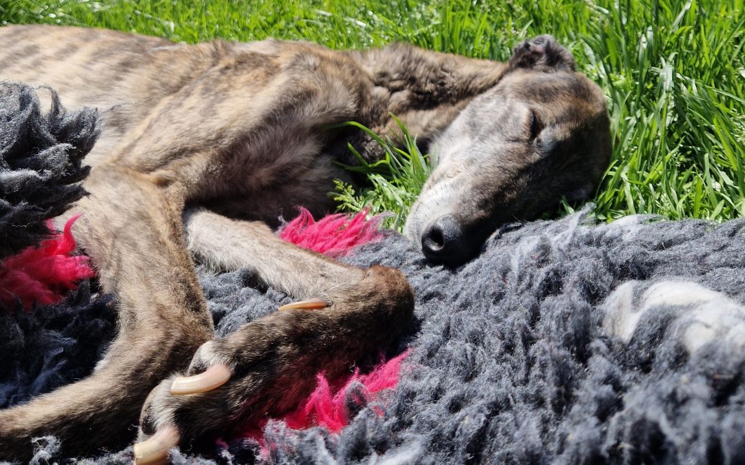 Tarzan – A day we have been dreading