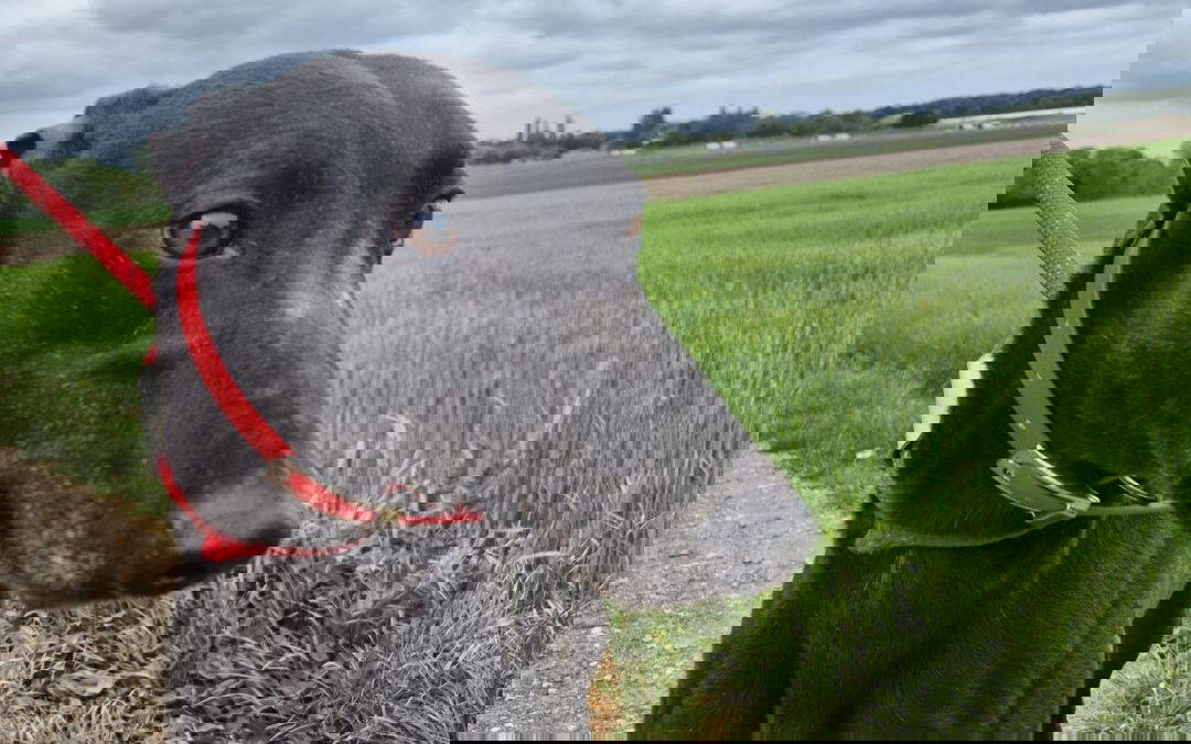 Doc (Doncaster – RESERVED)