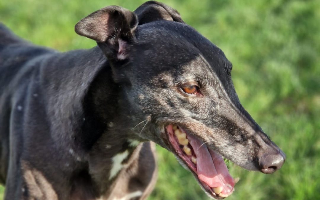 Monthly Sponsorships (and other news)