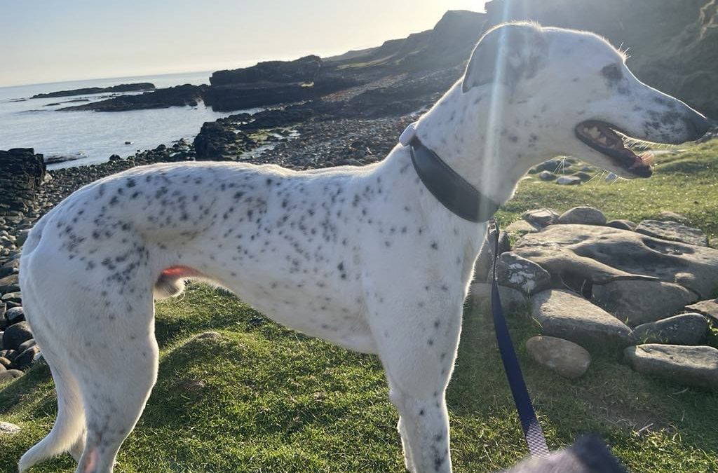 Domino (Isle Of Skye)