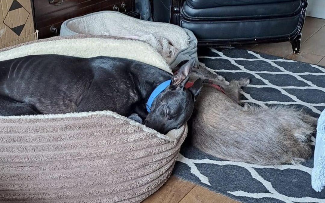 Rehoming News (18th July)