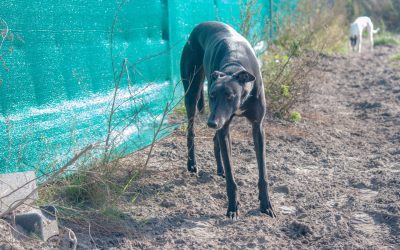 Recent News (2nd August)