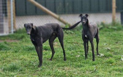 Rehoming, and other news