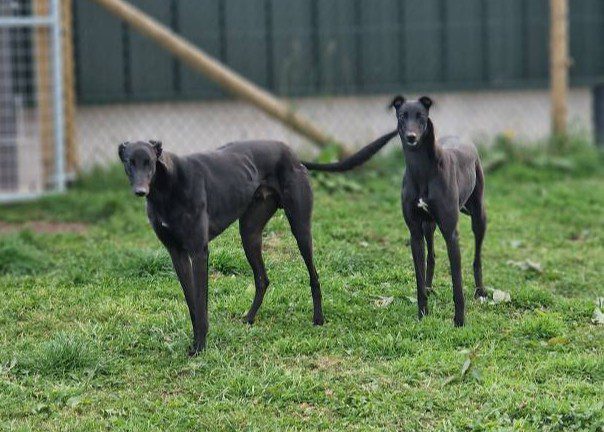 Rehoming, and other news