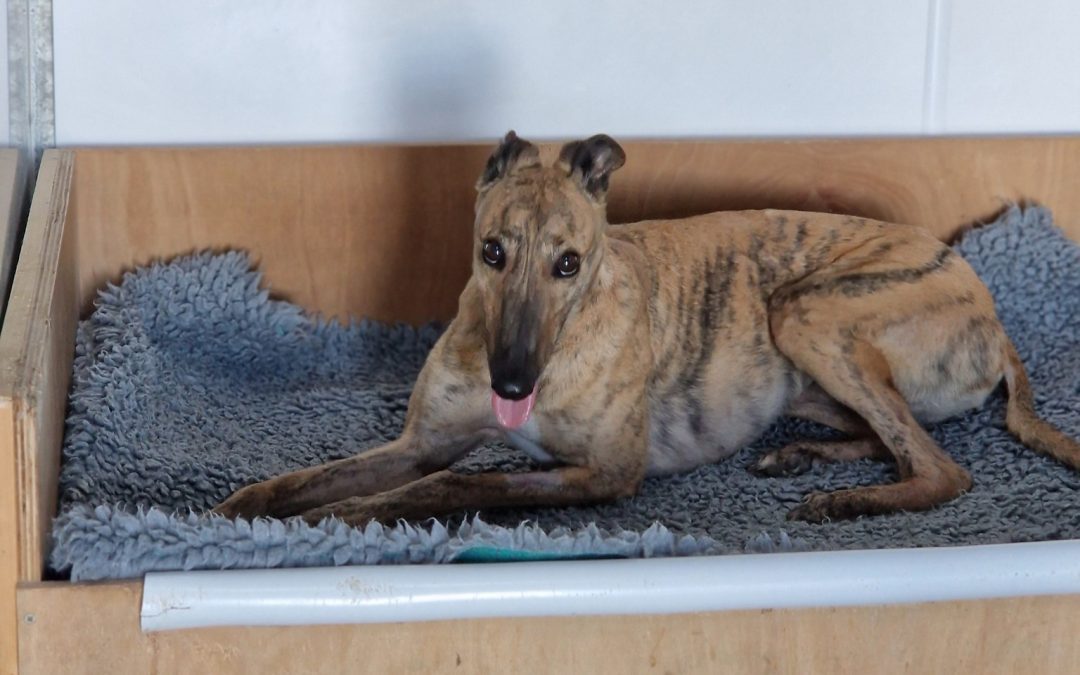 Recent News (17th October 2025)