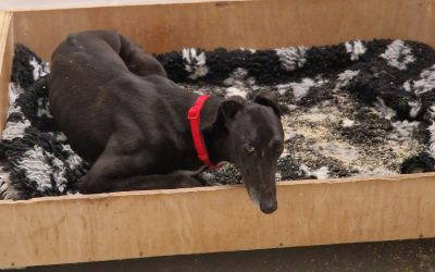 Recent News (19th December 2025)