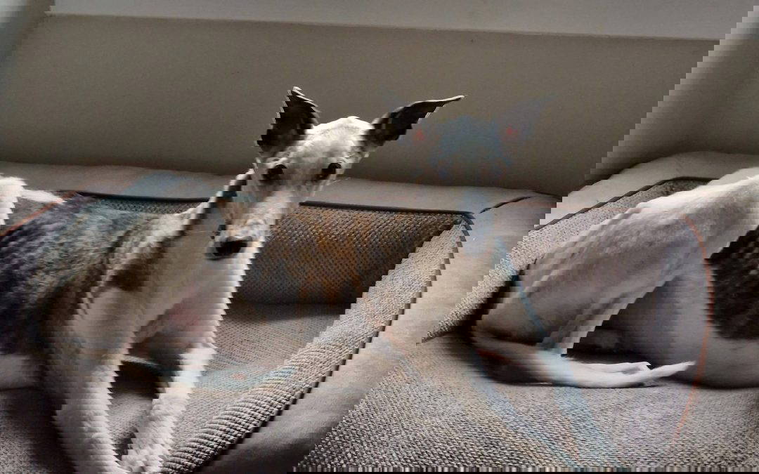 Recent News (30/1 to 5/2)