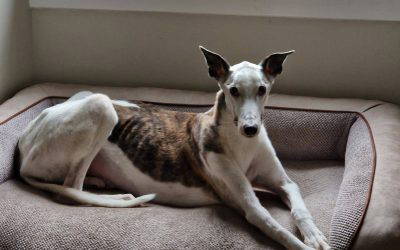 Recent News (30/1 to 5/2)