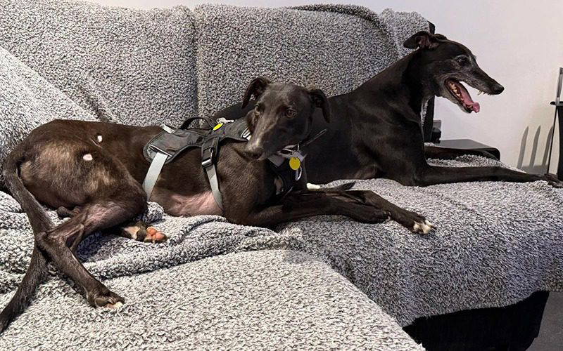 Recent News (6th – 12th February)