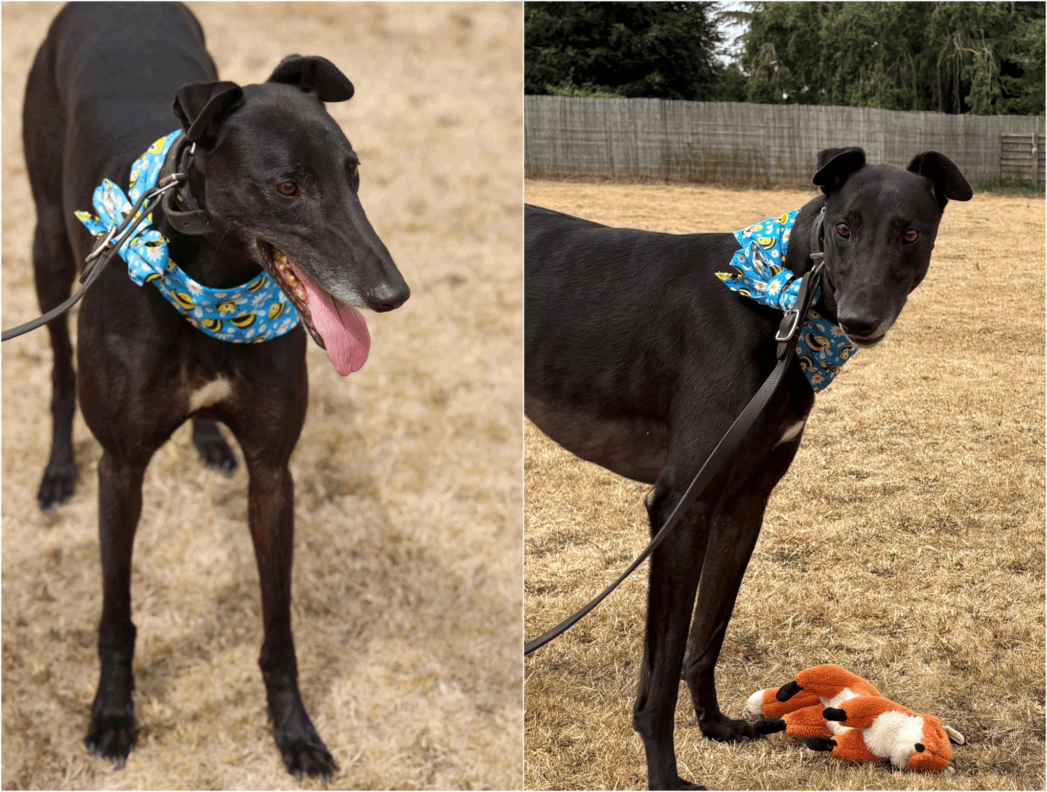 Blackout, a Unknown old female Greyhound available for adoption from Tia Rescue in Scotland