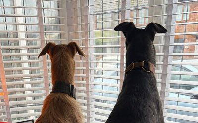 Recent News (6th – 12th March)