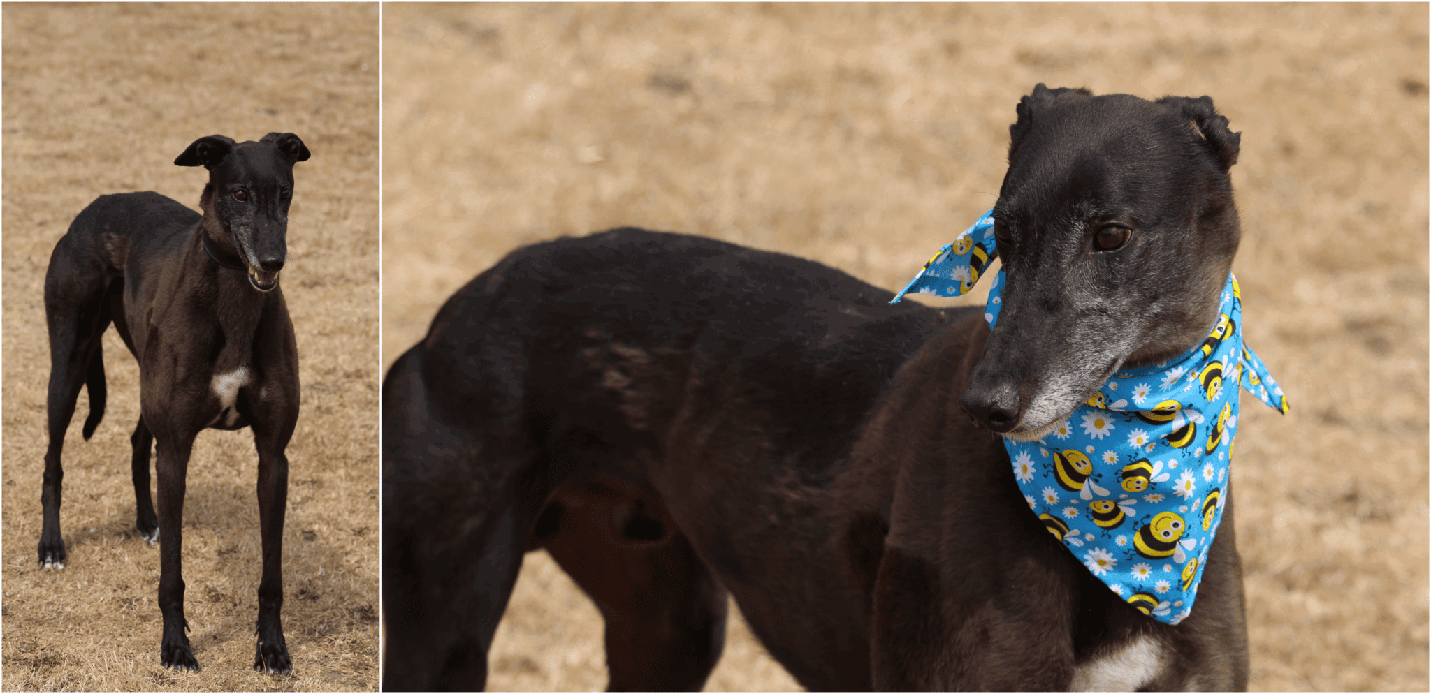 Dreamer, a Unknown old male Greyhound available for adoption from Tia Rescue in Scotland