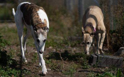 Recent News (10th – 16th April)